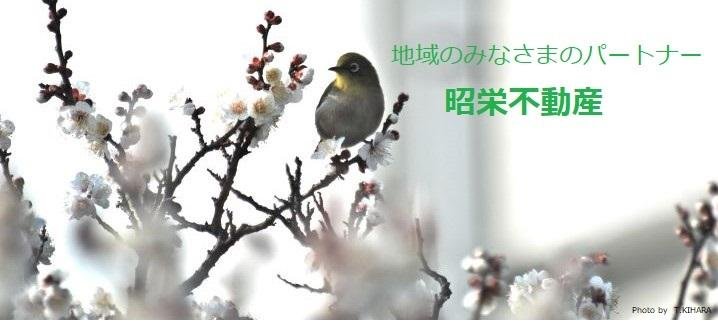 TOP画像①桜